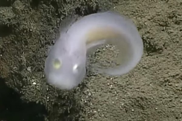 Учёные сняли на видео ужасную рыбу-призрака из Марианской впадины