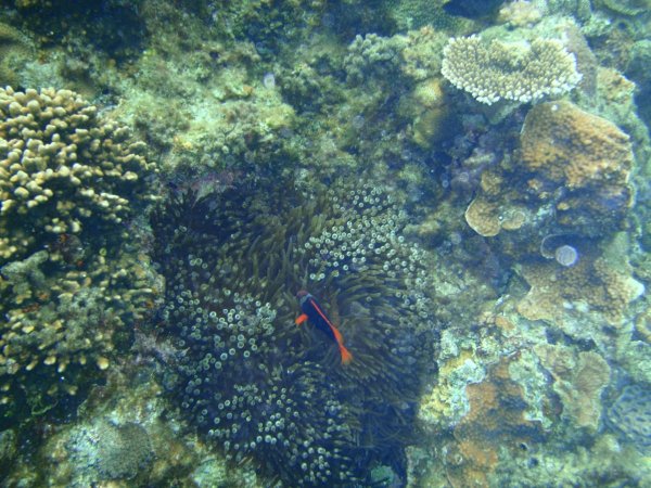 Коралловые рифы помогут ученым восстанавливать человеческие кости