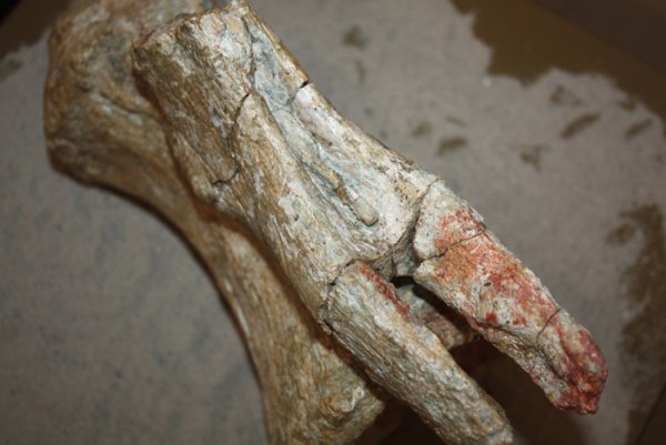 В Кузбассе обнаружили гигантский позвонок динозавра