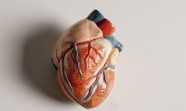 Учёным впервые удалось создать 3D-модель желудочка сердца человека