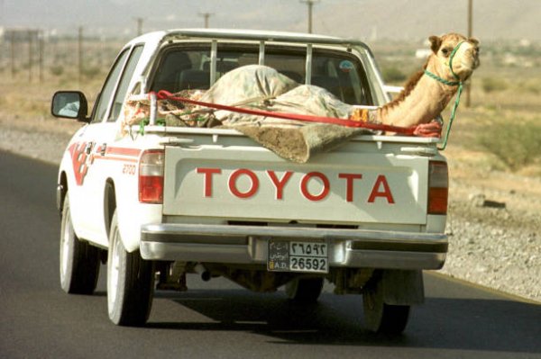 Перевозку верблюда в открытом прицепе высмеяли воронежцы
