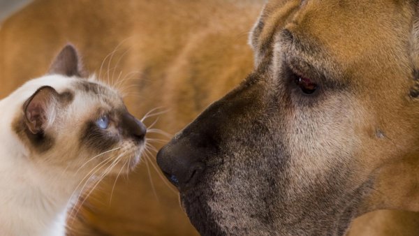 Ученые выяснили, кто виноват во вражде кошек и собак