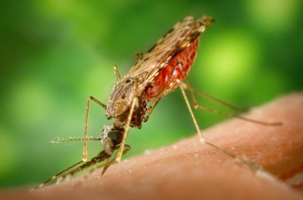 Ученые: Истребление малярийных комаров ни капли не изменит экосистему