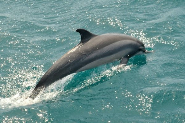 Ученые нашли редкий гибрид дельфина у берегов Гавайев