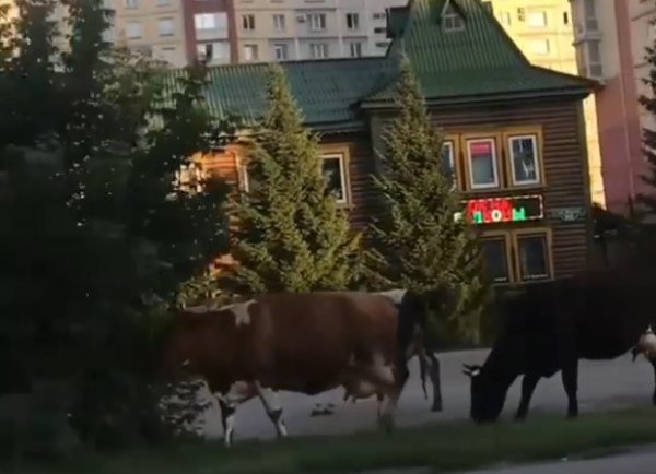 В центре Новокузнецка коровы нарушали ПДД