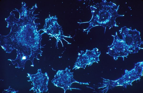 Мышьяк в сочетании с медицинским препаратом поможет в борьбе с раком