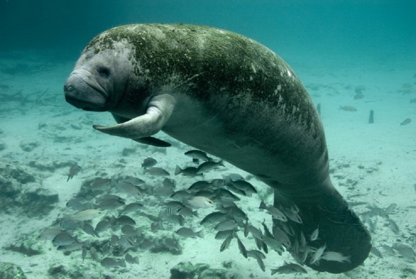 Ген-призрак делает морских млекопитающих уязвимыми к пестицидам