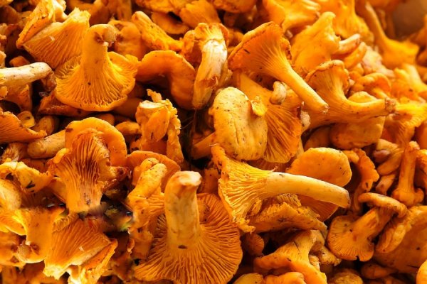 Сибирские ученые хотят победить описторохоз с помощью грибов