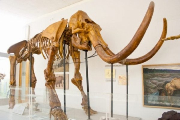 В Якутии ученые обнаружили скелет мамонта с мягкими тканями и шерстью