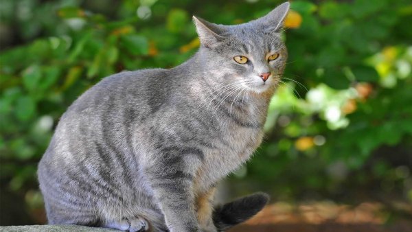 Пропажа на М4 «Дон»: За находку пропавшего серого кота обещают 15 тыс рублей