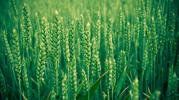 Ученые над расшифровкой генома пшеницы трудились 13 лет