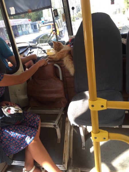 В Воронежском автобусе сфотографировали кота-кондуктора