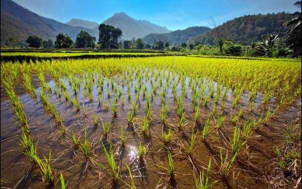 Ученые вырастили препарат для профилактики ВИЧ на рисовых плантациях