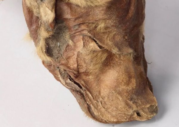 В Канаде шахтёры нашли мумии животных ледникового периода
