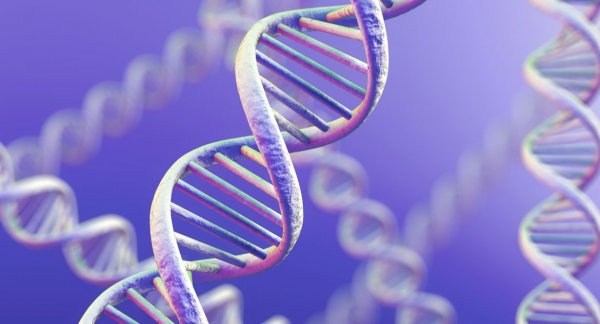 Человеческих генов оказалось в несколько раз больше, чем учёные считали раннее