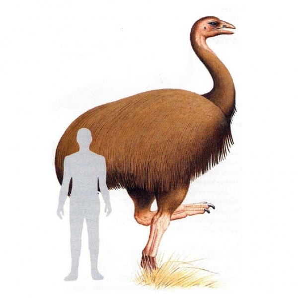 Учёные определили самую крупную птицу в истории