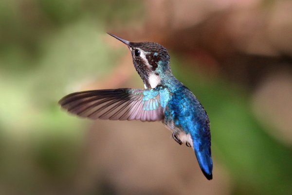 Орнитологи нашли в Андах новый и очень редкий вид колибри