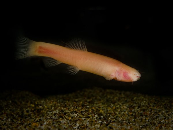 Пещерные рыбки помогли выявить, что ранее млекопитающие жили ночью