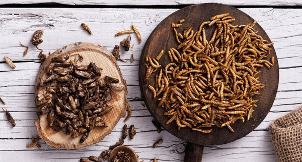 Сверчки на завтрак: Учёные советуют есть насекомых для укрепления здоровья