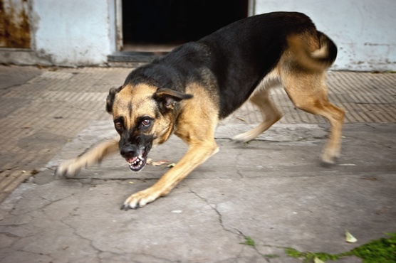 Тюменку сильно покусала собака: пес находился на самовыгуле