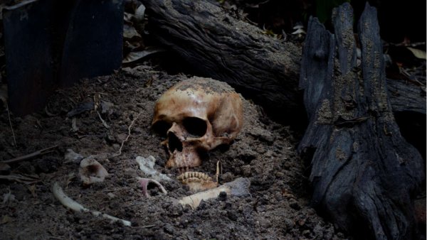 Пол древних скелетов может быть определен по одному зубу - Ученые