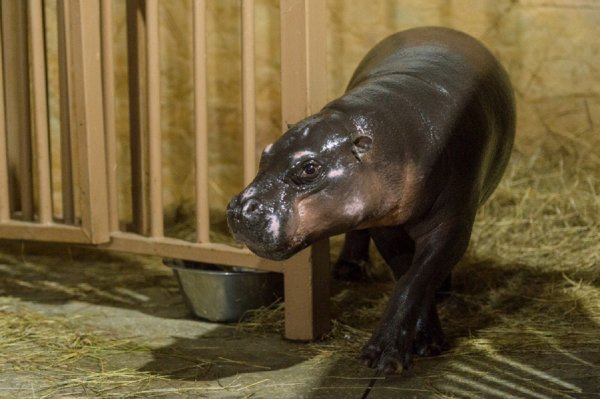 Миниатюрный бегемот Найма из Дании поселился в Ростовском зоопарке