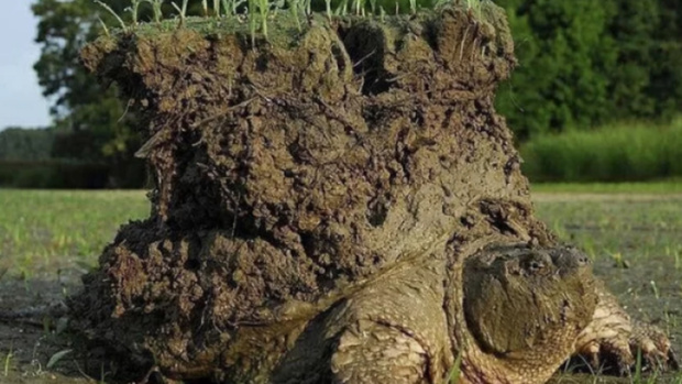 Обнаружена черепаха, несущая на себе 8 килограммов земли
