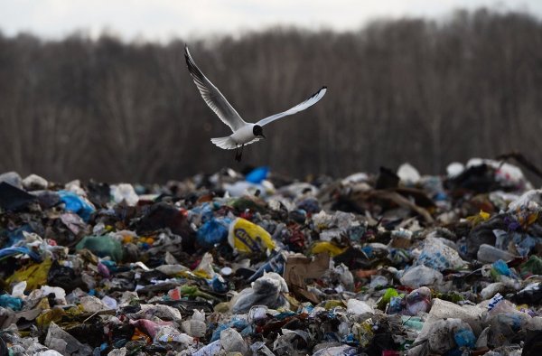 «Московский мусор не пройдет»: Север России грозит пикетами московским властям