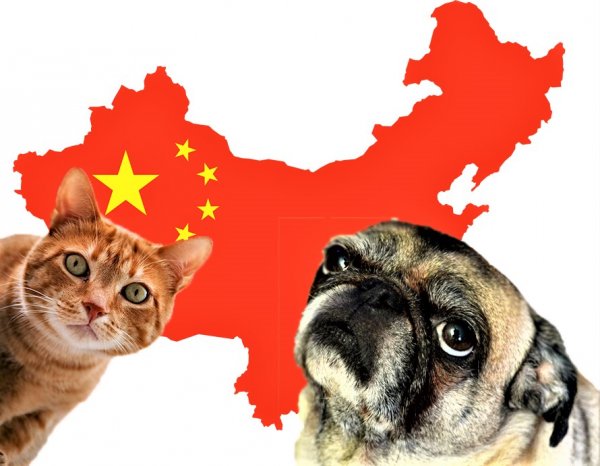 Не на мясо, а для души. Китайские туристы массово вывозят из России кошек и собак в КНР