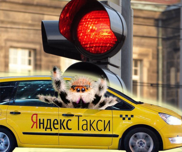 Дикое шоу с пауком: Водитель Яндекс.Такси возмутил пассажира неадекватным поведением